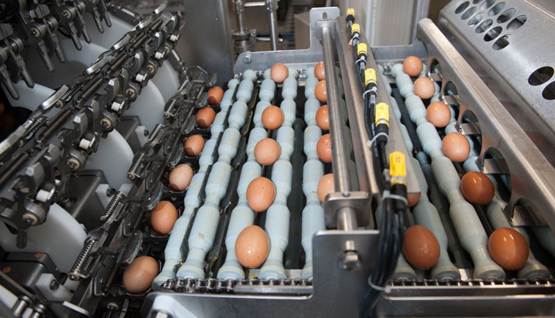Ferraris srl - Centro lavorazione e pastorizzazione uova